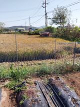 팜모닝 토마토·영농일지 게시글 이미지