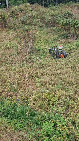 정운필님의 두릅 · 영농일지 작성글 사진
