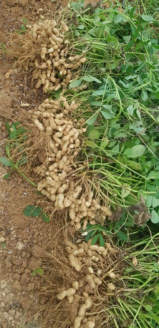 주말농3년차님의 가을 농장 자랑해주세요🧑‍🌾 · 참여글 작성글 사진