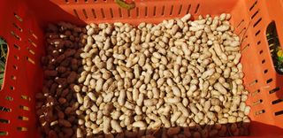 주말농3년차님의 가을 농장 자랑해주세요🧑‍🌾 · 참여글 작성글 사진