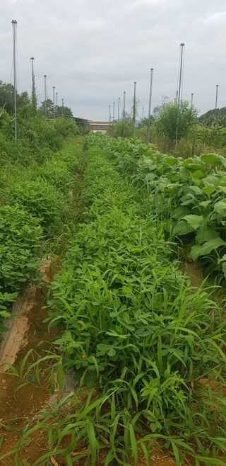 주말농3년차님의 가을 농장 자랑해주세요🧑‍🌾 · 참여글 작성글 사진