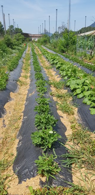 주말농3년차님의 가을 농장 자랑해주세요🧑‍🌾 · 참여글 작성글 사진
