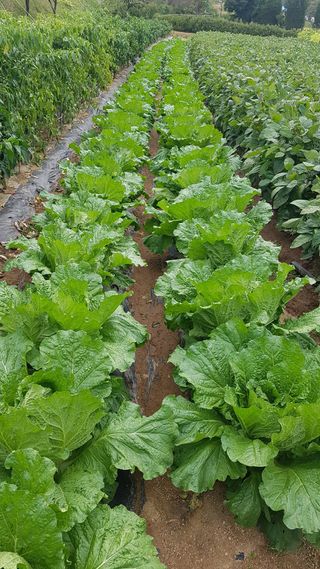 삽질왕님의 가을 농장 자랑해주세요🧑‍🌾 · 참여글 작성글 사진