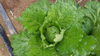 삽질왕님의 가을 농장 자랑해주세요🧑‍🌾 · 참여글 작성글 사진