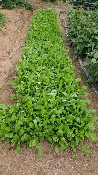 삽질왕님의 가을 농장 자랑해주세요🧑‍🌾 · 참여글 작성글 사진