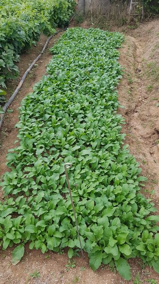 삽질왕님의 가을 농장 자랑해주세요🧑‍🌾 · 참여글 작성글 사진