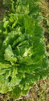 팜모닝 가을 농장 자랑해주세요🧑‍🌾·참여글 게시글 이미지