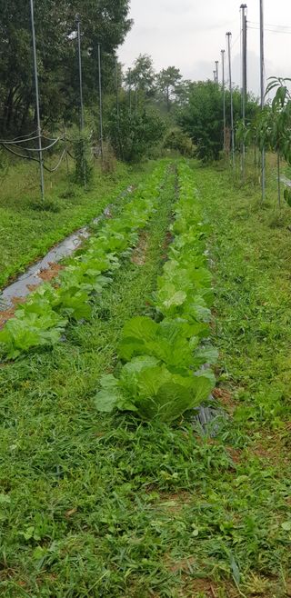 주말농3년차님의 가을 농장 자랑해주세요🧑‍🌾 · 참여글 작성글 사진
