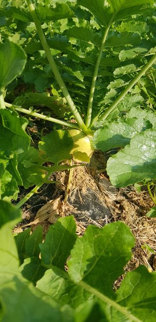 주말농3년차님의 가을 농장 자랑해주세요🧑‍🌾 · 참여글 작성글 사진