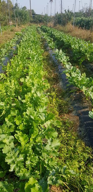 주말농3년차님의 가을 농장 자랑해주세요🧑‍🌾 · 참여글 작성글 사진