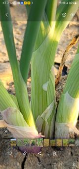 팜모닝 기타작물·영농일지 게시글 이미지