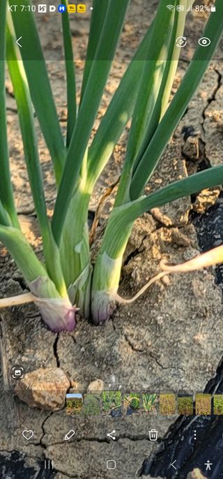 신승철님의 기타작물 · 영농일지 작성글 사진