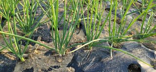 신승철님의 기타작물 · 영농일지 작성글 사진