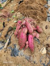 팜모닝 가을 농장 자랑해주세요🧑‍🌾·참여글 게시글 이미지