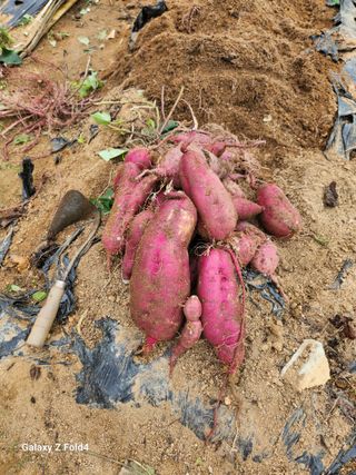 두릅나무19566님의 가을 농장 자랑해주세요🧑‍🌾 · 참여글 작성글 사진