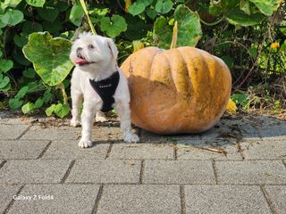 두릅나무19566님의 가을 농장 자랑해주세요🧑‍🌾 · 참여글 작성글 사진