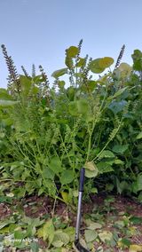 팜모닝 들깨·자유게시판 게시글 이미지