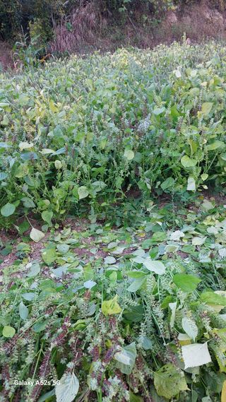 철희님의 가을 농장 자랑해주세요🧑‍🌾 · 참여글 작성글 사진