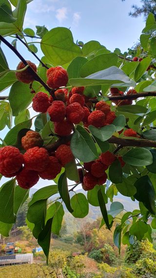 인생은 소풍처럼님의 가을 농장 자랑해주세요🧑‍🌾 · 참여글 작성글 사진