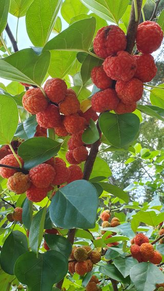 인생은 소풍처럼님의 가을 농장 자랑해주세요🧑‍🌾 · 참여글 작성글 사진