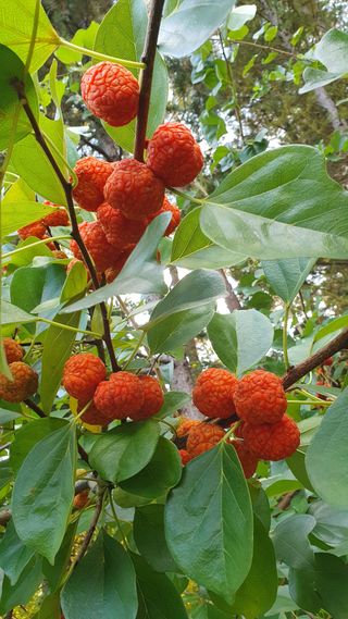 인생은 소풍처럼님의 가을 농장 자랑해주세요🧑‍🌾 · 참여글 작성글 사진
