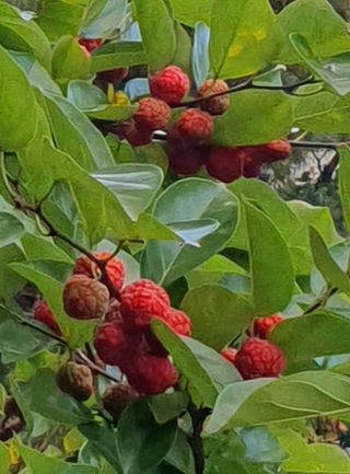 인생은 소풍처럼님의 가을 농장 자랑해주세요🧑‍🌾 · 참여글 작성글 사진