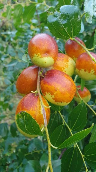 인생은 소풍처럼님의 가을 농장 자랑해주세요🧑‍🌾 · 참여글 작성글 사진