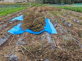 홍성덕님의 가을 농장 자랑해주세요🧑‍🌾 · 참여글 작성글 사진