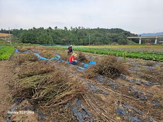 홍성덕님의 가을 농장 자랑해주세요🧑‍🌾 · 참여글 작성글 사진