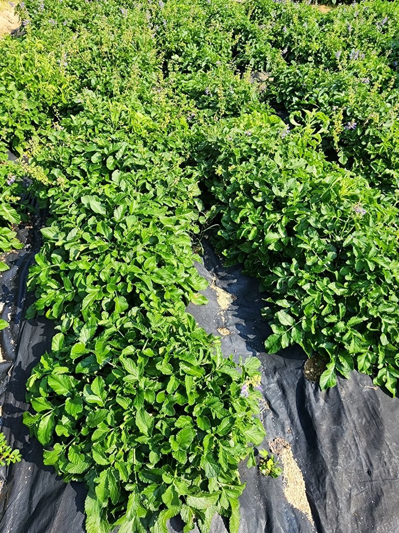 장터 상품 [건대추 1K.땅콩1K] 썸네일