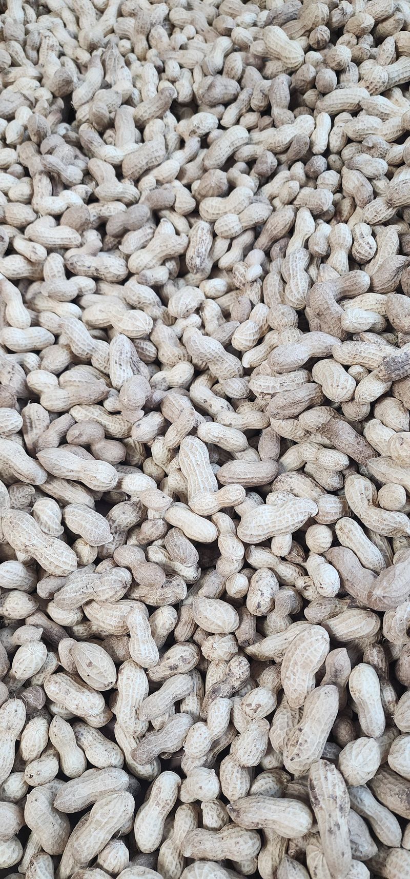 최민자 님의 장터 판매 상품 [건대추 1K.땅콩1K] 첨부 사진