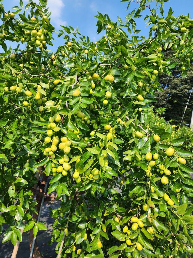 최민자 님의 장터 판매 상품 [건대추 1K.땅콩1K] 첨부 사진