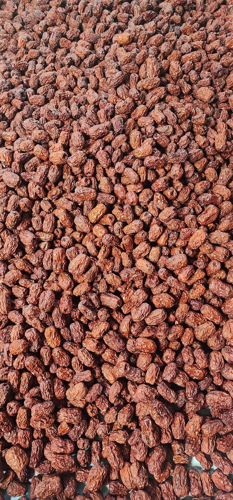 최민자 님의 장터 판매 상품 [건대추 1K.땅콩1K] 첨부 사진