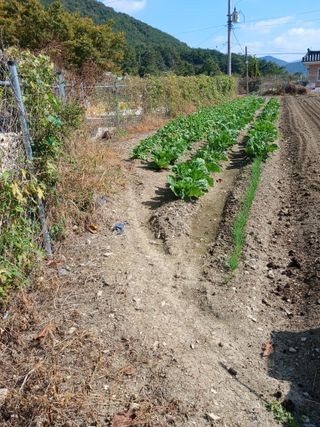 이상애초보농업님의 마늘 · 토양준비 작성글 사진