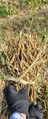 팜모닝 콩·자유게시판 게시글 이미지