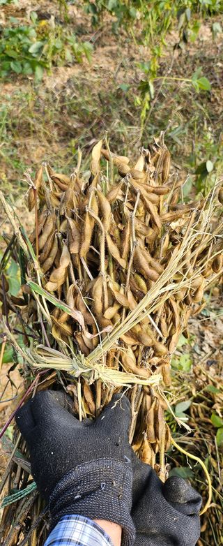 돌멩이님의 콩 · 자유게시판 작성글 사진