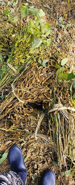 돌멩이님의 콩 · 자유게시판 작성글 사진