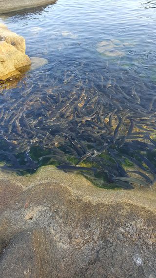 농산물에 진심구병안님의 자유주제 · 자유게시판 작성글 사진