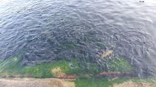 농산물에 진심구병안님의 자유주제 · 자유게시판 작성글 사진