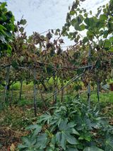 팜모닝 기타작물·병해충상담 게시글 이미지