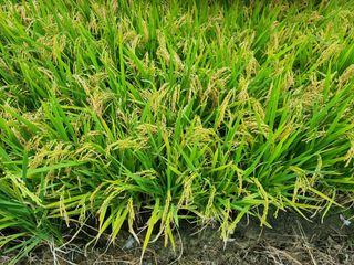 최영환님의 가을 농장 자랑해주세요🧑‍🌾 · 참여글 작성글 사진