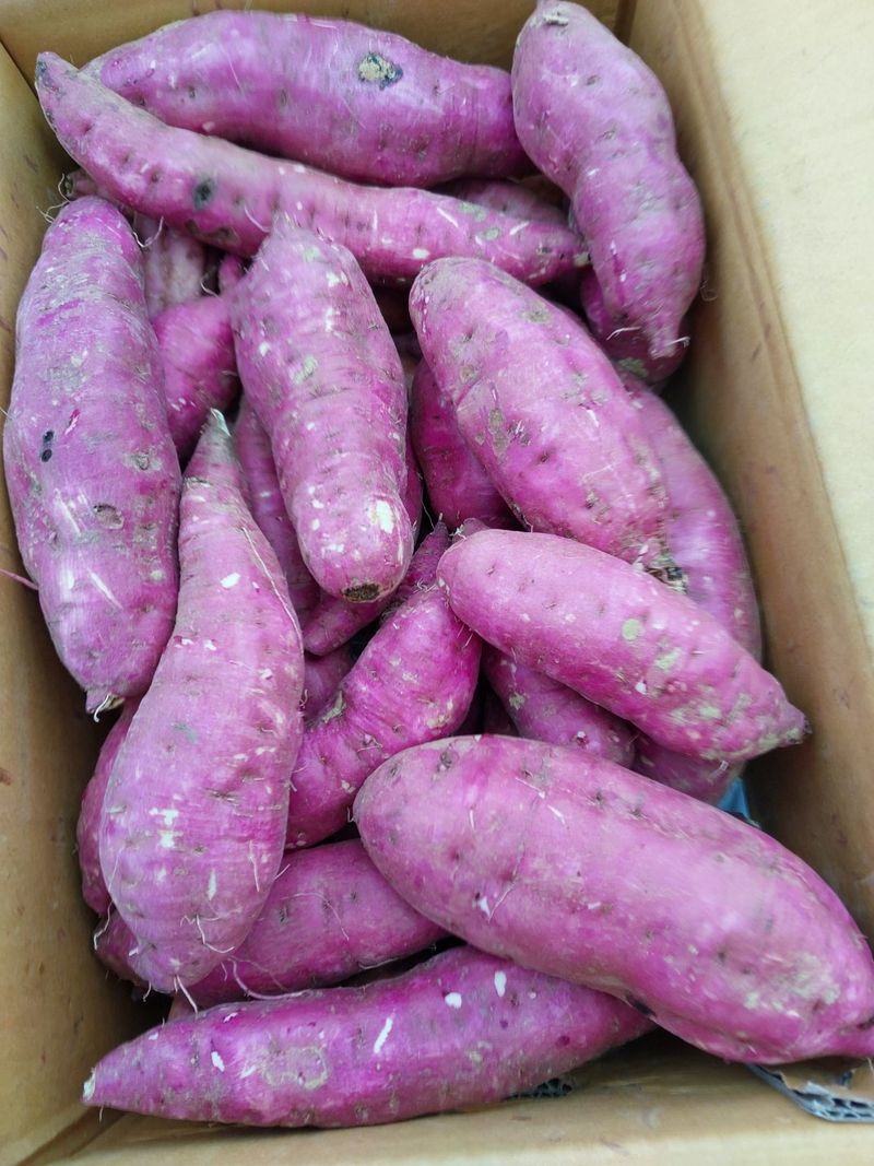 장터 상품 [꿀고구마(베누하루카) 10kg] 썸네일