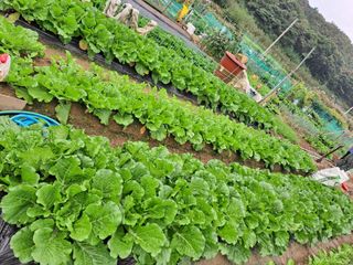 농부아지매님의 가을 농장 자랑해주세요🧑‍🌾 · 참여글 작성글 사진