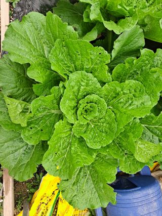 농부아지매님의 가을 농장 자랑해주세요🧑‍🌾 · 참여글 작성글 사진