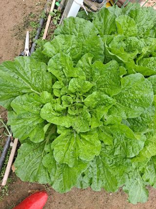 농부아지매님의 가을 농장 자랑해주세요🧑‍🌾 · 참여글 작성글 사진