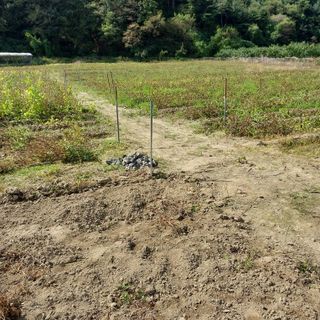 박수연님의 들깨 · 자유게시판 작성글 사진