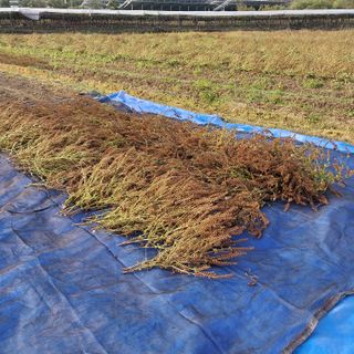 박수연님의 들깨 · 자유게시판 작성글 사진