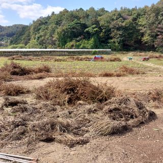 박수연님의 들깨 · 자유게시판 작성글 사진