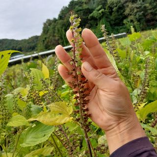 박수연님의 들깨 · 자유게시판 작성글 사진