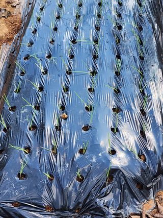 차윤호님의 양파 · 영농일지 작성글 사진